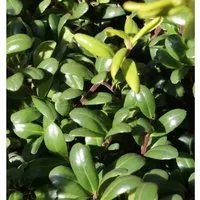 Produktbild Kugelschnitt Glorie Dwarf 15-20cm - Ilex crenata