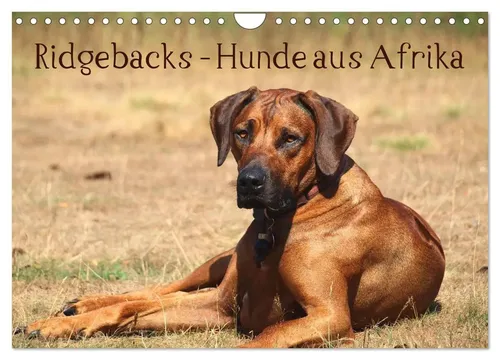 Birgit Bodsch | Ridgebacks