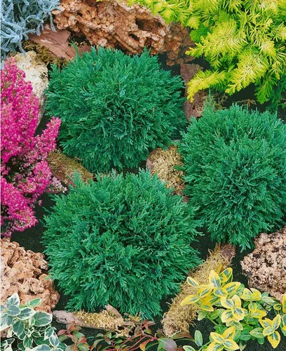 Pflanzen für Dich Konifere Chamaecyparis law. Green Globe, 1 St., Lawsons Scheinzypresse, Kugelzypresse, kugelform, immergrün