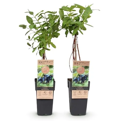 GreenboutiQ - Obstpflanze - Honigbeere - Lonicera caerulea Kamchatika - Blaubeere - 2 Pflanzen - Topf 15cm Höhe 50cm