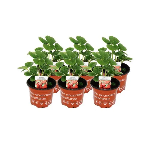 Exotenherz Klettererdbeere Fragaria x ananassa – 6 Pflanzen - Die Klettererdbeere bietet eine ertragssichere Ernte von Juni bis zum Frost. Mit ihrem aromatischen Geschmack und der Möglichkeit, in Töpfen oder Balkonkästen zu wachsen, ist sie ideal für jeden Garten.