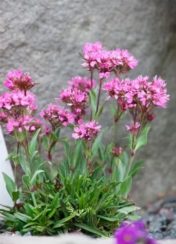 Lychnis alpina – Alpen-Leimkraut mit rosa Blüten im 9x9 cm Topf