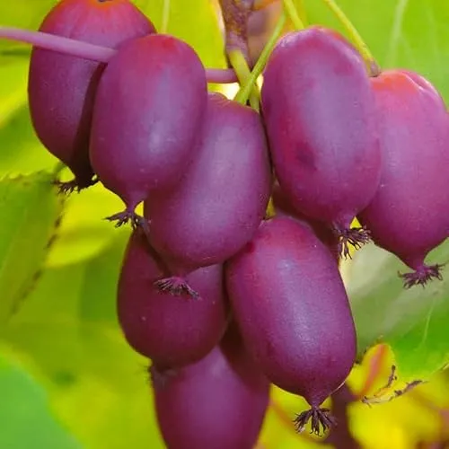 Actinidia Purpuryna Sadowa 1L Pflanze für Anfänger und professionelle Gärtner