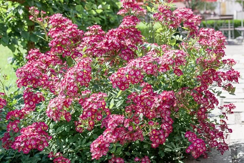 Pflanzen für Dich Rose Rosa Mozart - Strauchrose mit rosaroten Blüten, ideal für Beete und Kübel. Blüht von Juni bis Herbst und bringt rhythmische Leichtigkeit in jeden Garten.