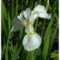 Sibirische Schwertlilie Snow Queen - Iris sibirica