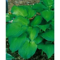 Hosta Sieboldiana Midwest Magic Funkie Ca. 11x11 cm Topf