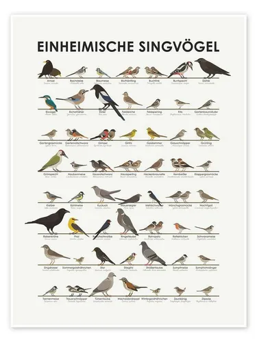 Produktbild Posterlounge Wandbild Einheimische Singvögel von Iris Luckhaus