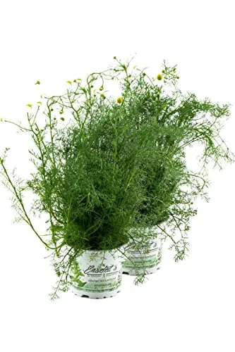 2x Echte Kamille, Kamille Pflanze, Aus nachhaltigem Anbau