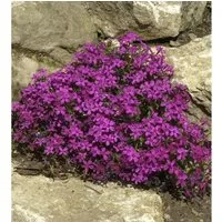 Produktbild Teppich Phlox Temiskaming - Phlox subulata