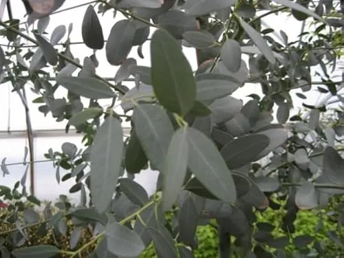 Eucalyptus gunnii von Baumschule