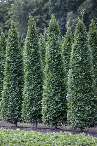 Säulen-Hainbuche Carpinus Betulus Fastigiata 125–150 cm