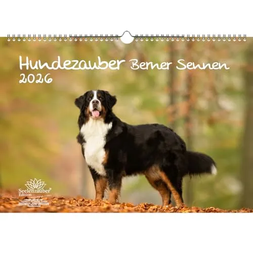 Hundezauber Berner Sennen DIN A3 Kalender für 2026 Welpen und Hunde - Seelenzauber