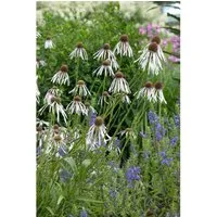 Echinacea Pallida Scheinsonnenhut Ca. 9x9 cm Topf
