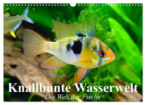 Elisabeth Stanzer | Knallbunte Wasserwelt - Wandkalender 2025 - Entdecken Sie die faszinierende Unterwasserwelt mit diesem Kalender. 14 beeindruckende Motive bringen Farbe und Freude in Ihr Zuhause. Ideal als Geschenk für Natur- und Kunstliebhaber.