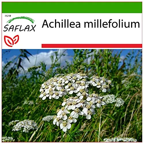 SAFLAX - Heilpflanzen - Schafgarbe - 200 Samen - Mit keimfreiem Anzuchtsubstrat - Achillea millefolium