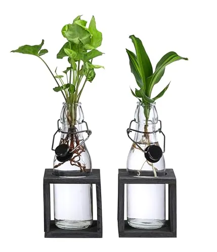 Dehner Waterplant Set: Wasserpflanzen in Flaschen, 2-teilig - Set aus zwei dekorativen hydroponischen Zimmerpflanzen, ideal für Allergiker – pflegeleicht ohne Erde oder Schädlinge, inklusive Glasvase und Ständer.