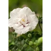 Hibiscus Syriacus Garten-Eibisch Ca. 9x9 cm Topf