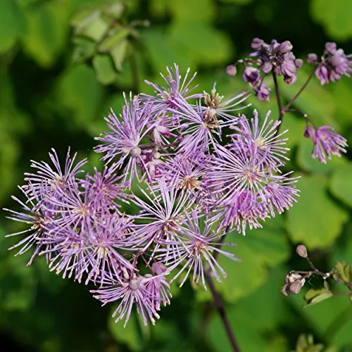 Blumixx Stauden Thalictrum aquilegifolium - Akeleiblättrige Wiesenraute, im 0,5 Liter Topf, violettrosa blühend