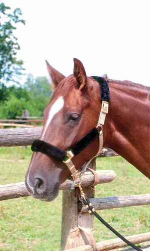 AMKA Halfterschoner 4 teiliges Set Nasenflausch Halfterset Genickschoner 035/47 in Schwarz