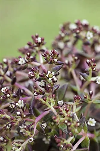 Sedum album 9x9 cm Topf – Winterhart, Mehrjährig, Pflegeleicht – Weißer Mauerpfeffer – Bodendecker für Steingarten & Dachbegrünung