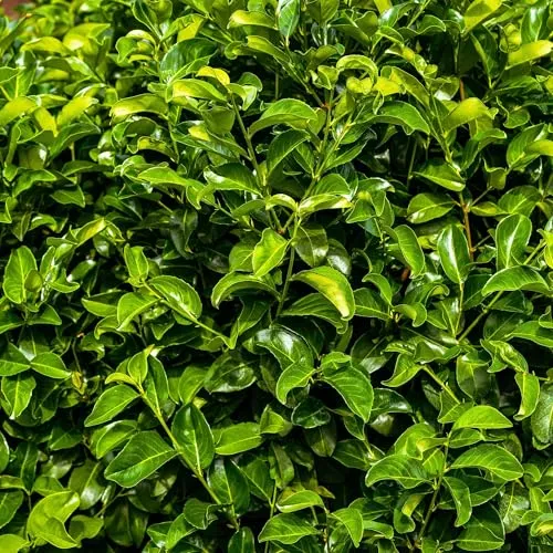 Kirschlorbeer Prunus laurocerasus Rotundifolia – Immergrüne Heckenpflanzen – 8 Pflanzen – 1 m – 9 cm Höhe 30–35 cm – Grün – Pflegeleicht