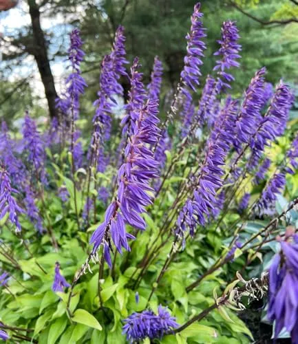 Produktbild BALDUR Garten Hosta 'Time in a Bottle®',1 Knolle, schmale, gelbe, gewellte Blätter, tiefviolette Blüten, die lange halten, Blickfang für Schatten und Halbschatten, pflegeleicht