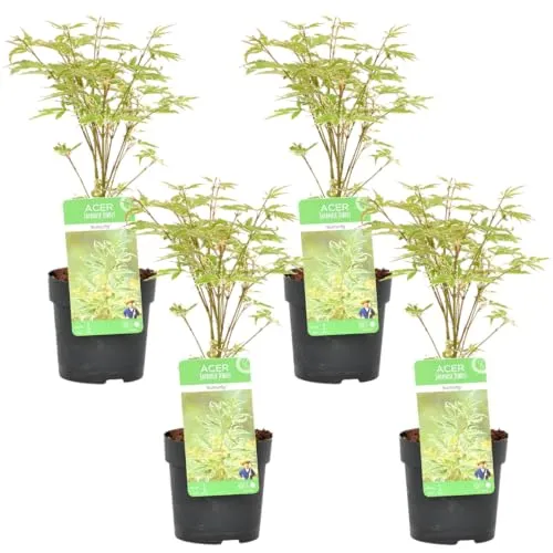 Bloomique - 4er Set - Acer Butterfly - Japanischer Ahorn - Winterharte Pflanzen - Gartenpflanzen Winterhart - Höhe 20-30 cm - Topf 10,5 cm