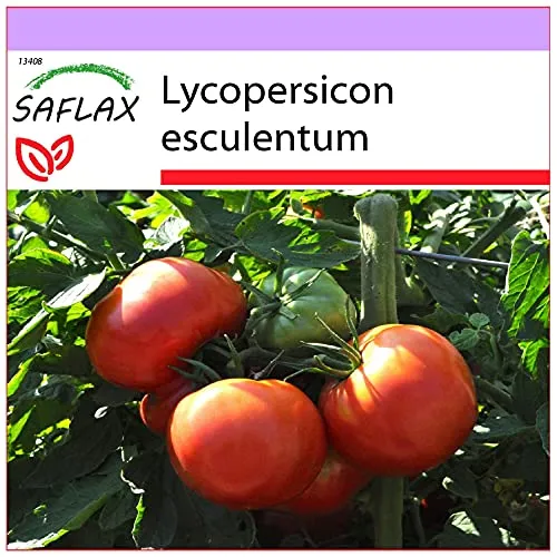 SAFLAX - Tomate - Rose de Berne - 10 Samen - Lycopersicon esculentum