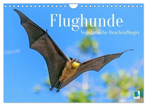 Calvendo Flughunde: Vegetarische Drachenflieger Wandkalender 2026 - Wandkalender mit 14 Seiten, ideal für Natur- und Tierliebhaber. Erleben Sie die faszinierende Welt der Flughunde, die nur nach Obst und Nektar jagen.