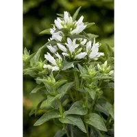 Campanula Glomerata Alba Knäuelglockenblume Ca. 9x9 cm Topf