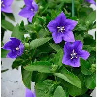 Produktbild Ballonblume Astra Blau