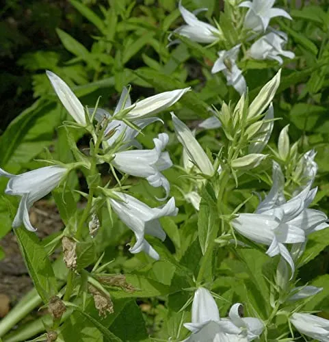 Waldglockenblume Alba