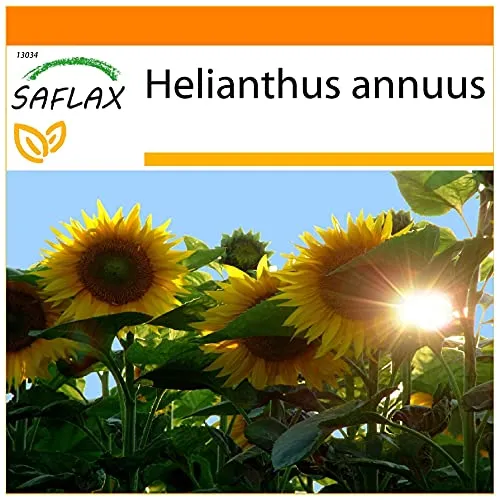 SAFLAX - Garden in the Bag - Sonnenblumen Titan - 20 Samen - Mit Anzuchtsubstrat im praktischen, selbst aufstellenden Beutel - Helianthus annuus