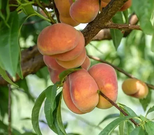 Teller- / Sandwichpfirsich, platt-runde Frucht, Buschbaum, 120-140, großer Topfballen