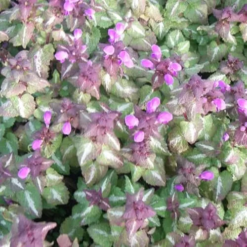 Gefleckte Taubnessel 'Roseum' - Lamium Maculatum Topf 9x9cm: Rosafarbene Blüten, robust, bodendeckend. 6 x