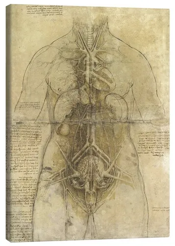 Posterlounge Wandbild Anatomie einer Frau, Leonardo da Vinci, erhältlich als Poster, Leinwandbild, Wandsticker oder Acrylglasbild