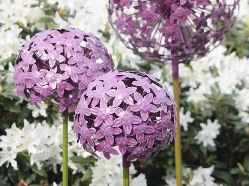 Paulslandhaus Dekokugel Pflanzstecker Allium Lila - Deko-Objekte, elegante Gartenstecker aus Metall mit einer Höhe von 111 cm, ideal zur Verschönerung Ihres Gartens.