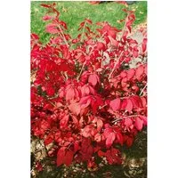 Euonymus Alatus Fire Ball