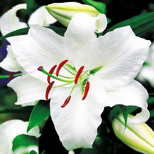 Lilie Blumenzwiebeln Zwiebeln Blumen Orientalische Lilie weiß XXL 1 St.