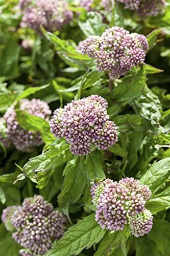 Eupatorium cannabinum 9x9 cm Topf – Winterhart, Mehrjährig, Pflegeleicht – Wasserdost – Staude für Beet & Naturgarten