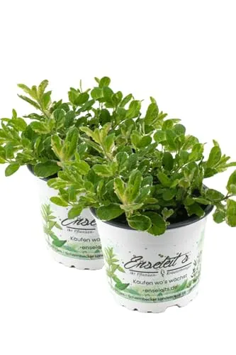 2er Set Ananas-Minze Ananasminze