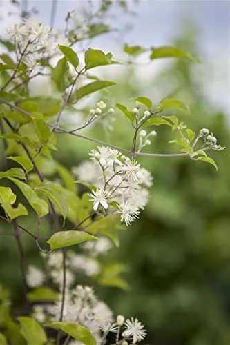 Clematis vitalba 60–100 cm – Winterhart, Mehrjährig, Pflegeleicht – Gewöhnliche Waldrebe – Kletterpflanze für Pergola & Rankhilfe