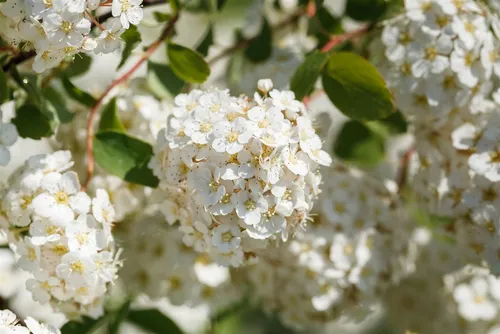 Birkenblättrige Spiraea (Spiraea betulifolia) 40–60 cm