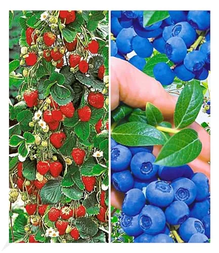 BALDUR Garten Beeren-Kollektion - Obstsamen & -pflanzen, bestehend aus 3 Klettererdbeeren und 1 Heidelbeere, winterhart, blühend und ideal für sonnige bis halbschattige Standorte.