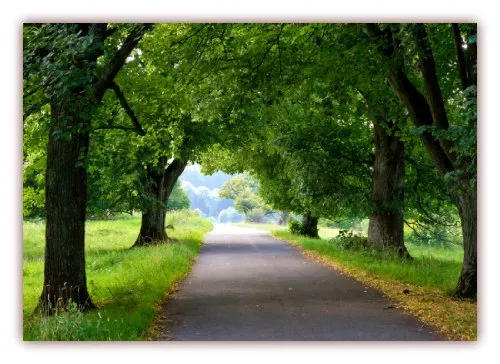 XXL Poster 100 x 70cm (F-225) Allee im Sommer auf der schwäbischen Alb (Lieferung gerollt!)