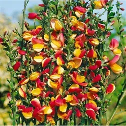 Pflanzen für Dich Gehölze Cytisus scop. Erlkönig, 1 St., Besenginster, Ginster, Geißklee gelb