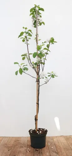 Malus Elstar Apfelbaum 150-200 cm