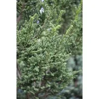 Eibe Taxus baccata 'Rushmore' - Immergrüne Konifere für Ihren Garten - Ziergehölze - Die säulenförmige Eibe 'Rushmore' überzeugt mit dichtem, tiefgrünem Nadelschmuck und ist ideal für Hecken oder als Solitär. Robust und pflegeleicht, bringt sie Struktur in Ihren Garten.