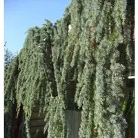 Blaue Hängezeder 60-80cm