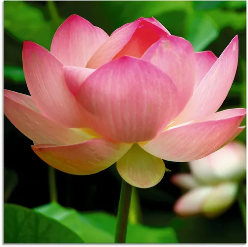 Artland Glasbild Lotus in pink von ARTland